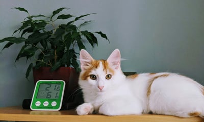 A cat sitting with a thermometer