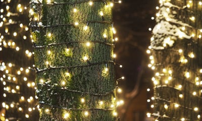 a tree 