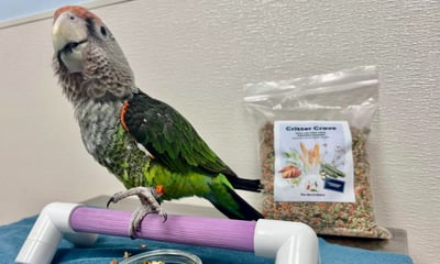 a cape parrot eating food made by "for the critters" a healthy snack for parrots and birds