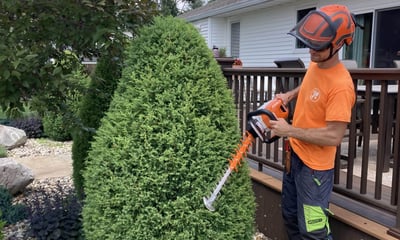 Ben shears an evergreen shrub