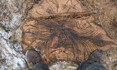 Tree rotting from the inside