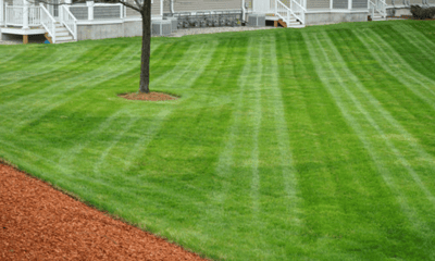 Lawn Maintenance
