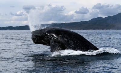 a whale breaching in the ocean 