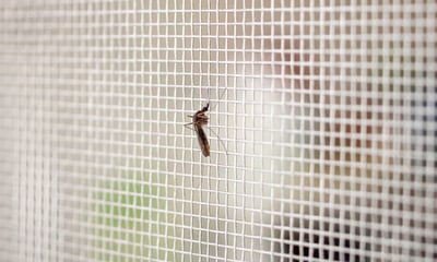 insektenschutz