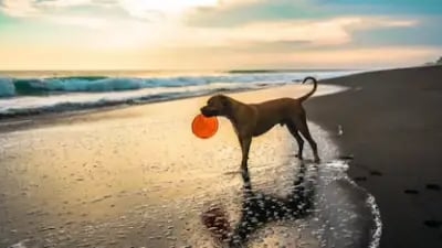 Best Dog Friendly Beaches in Key West