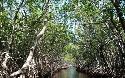 Mangrove Tour