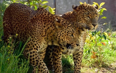 leopards at terra natura zoo