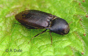 Click beetle