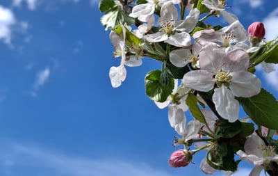 Empthy in therapy blossoms