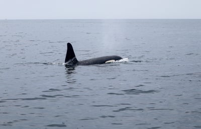 Norwegian killer whale