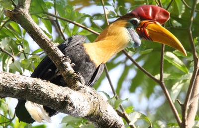Bogani Explorer