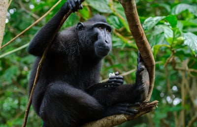Bogani Explorer
