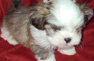 Registered Designer Breed Mai-Shi Pup for sale in Texas