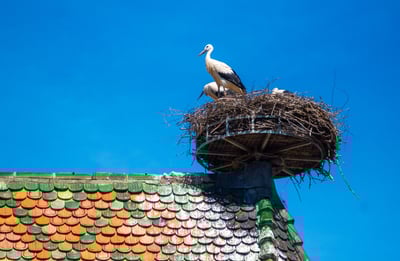 Storks on a roof in Alsace