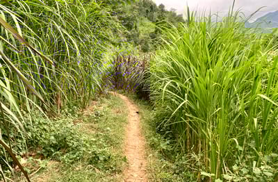 a path leading to a lush green field