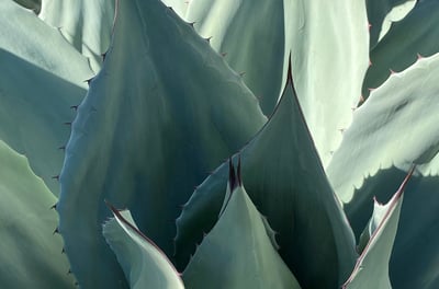 Blue Agave plant
