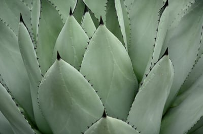 Agave Mescal plant