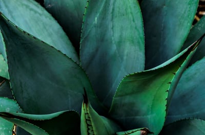 Agave salmiana Ferox plant