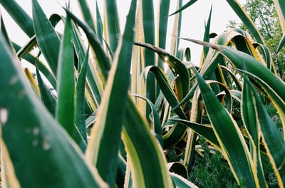 Variegated Agave Americana plants