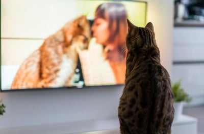 Un chat en train de regarder la télé - KittySitterMarrakech
