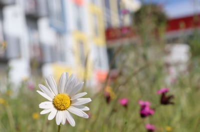 Stay2Munich Blumenwiese 2