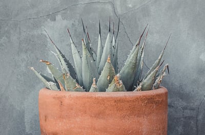Agave parryi Huachusensis