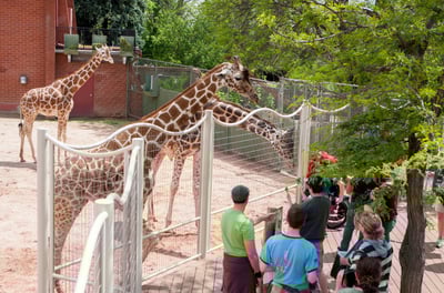 Denver Zoo giraffes