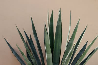 Blue Agave tequilana plant