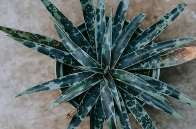 Mangave Moonglow Agave Hybrid