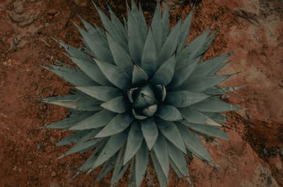 Agave Americana