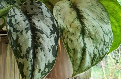 Scindapsus Silver Queen (Left) vs Scindapsus Silver Cloud (Right)