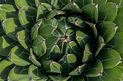 Agave Queen Victoria plant
