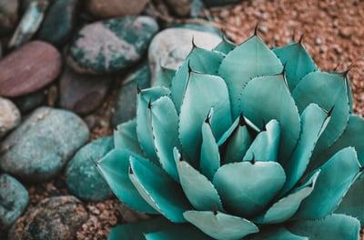 Agave parryi Huachucensis plant