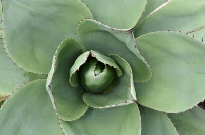 Agave Pixie plant
