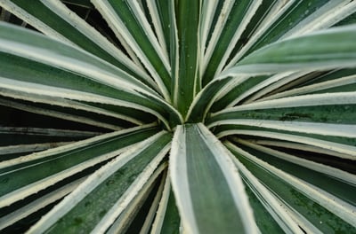 Agave angustifolia Variegata plant