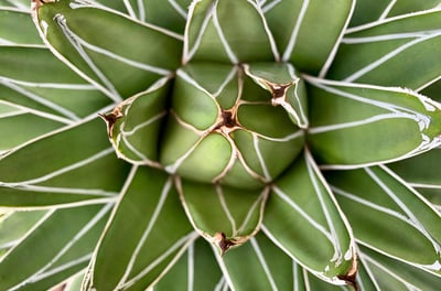 Agave victoriae-reginae plant