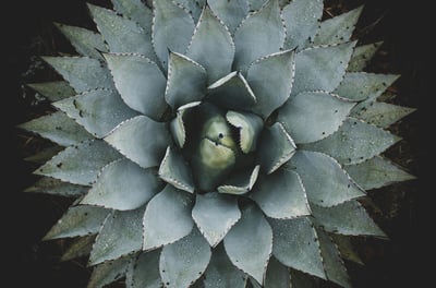 Agave cupreata plant