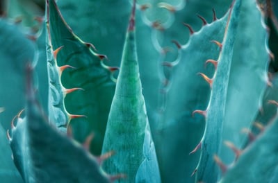 Agave parrasana plant