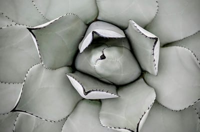 Agave Mescal plant