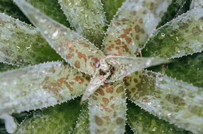 Mangave Pineapple Express Agave Hybrid