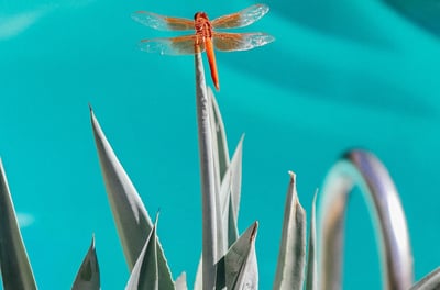 Blue Agave plant with a Dragonfly
