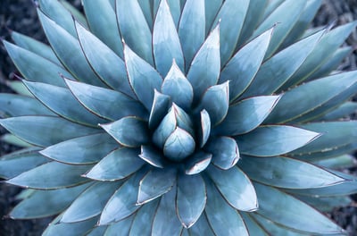 Agave Blue Glow plant