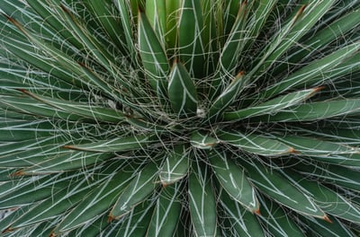 Agave Filifera plant