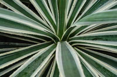 Agave angustifolia Variegata plant