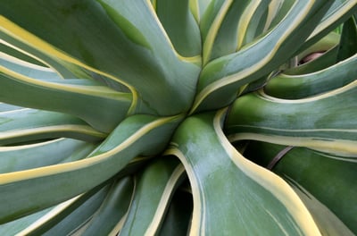 Agave desmettiana Variegata