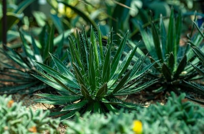 Agave filifera plant outdoors
