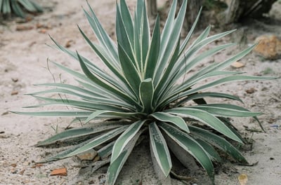 Agave viviparia plant
