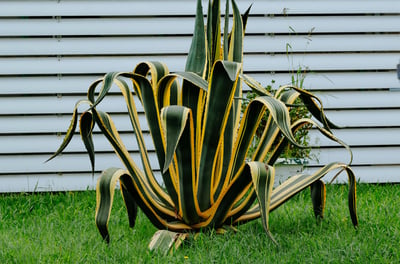 Agave Americana Variegata
