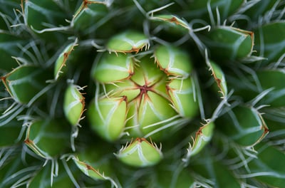 Queen Victoria Agave plant