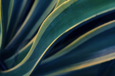 Variegated Agave plant